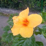 IMG006 copy