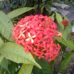 IMG007 copy