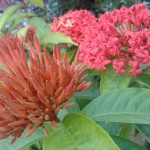 IMG008 copy